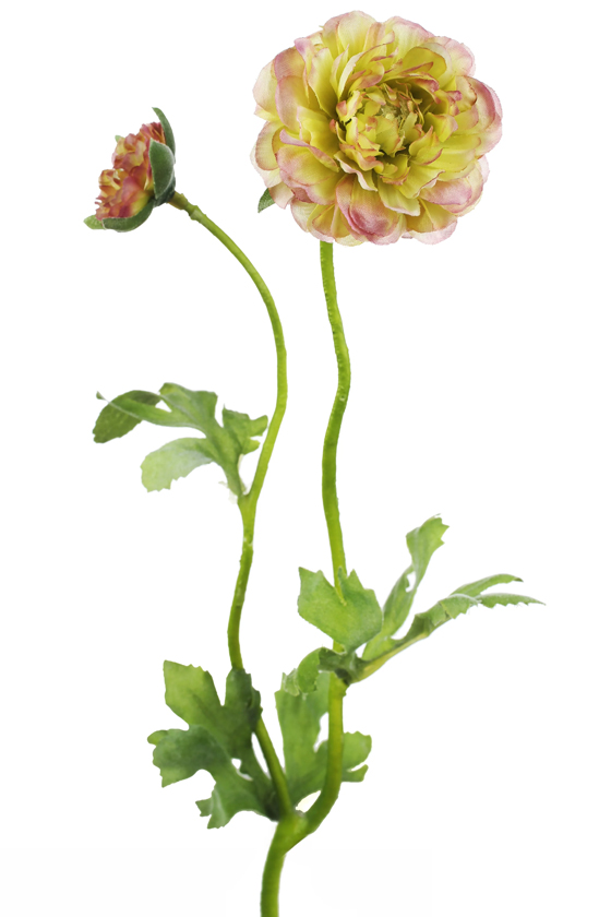 Ranunculus