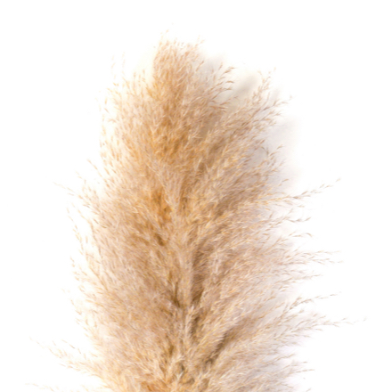 cortaderia-square