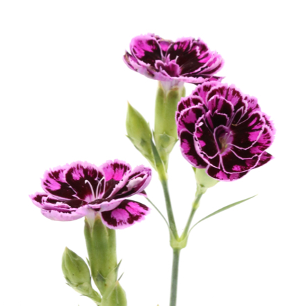 dianthus tros-square