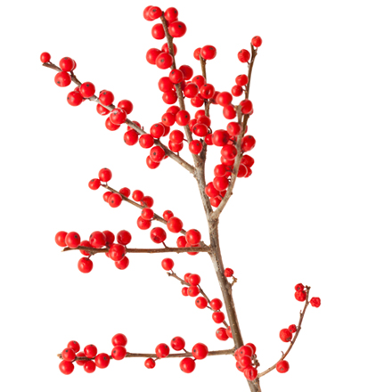 Ilex