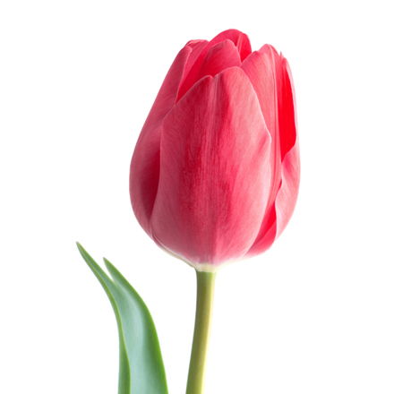 Tulip