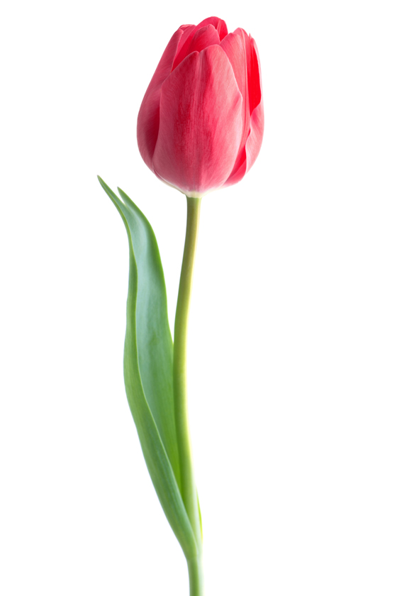 Tulip